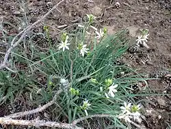 Phalangère à fleurs de Lis.