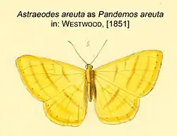 Description de l'image AstraeodesAreutaWestwoodOD.JPG.