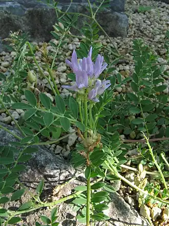 Description de l'image Astragalus adsurgens1.jpg.
