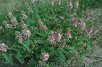 Description de l'image Astragalus bisculatus.jpg.