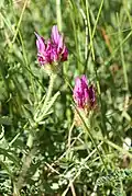 Astragalus hypoglottis - inflorescence.