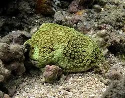 Astreopora myriophthalma?