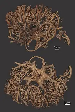 Astroboa nigrofurcata (spécimen séché)