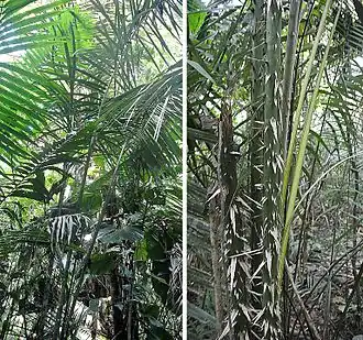 Description de l'image Astrocaryum chambira (19854314902).jpg.