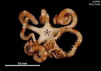 Astroceras aurantiacum, face orale.