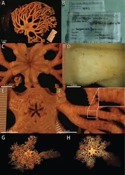 Détails d'un spécimen naturalisé.