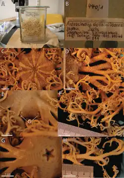 Astrocladus dofleini.