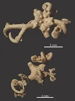 Astrocladus ludwigi.