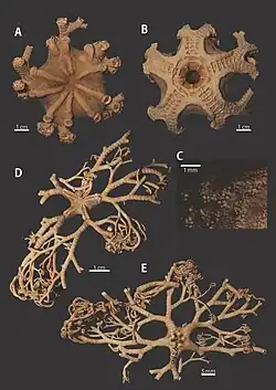 Astroglymma sculptum : Détails supplémentaires.