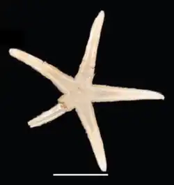 Astropecten alligator
