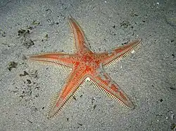 Astropecten aranciacus, une Paxillosida