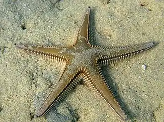 Étoile-peigne hérissée (Astropecten bispinosus)