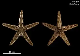 Astropecten dussumieri (MNHN)