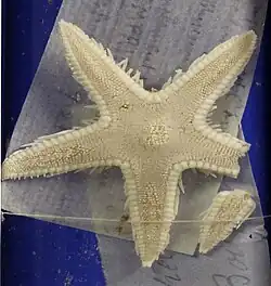 Astropecten hemprichi (MNHN)