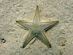 Étoile-peigne de Johnston (Astropecten jonstoni)