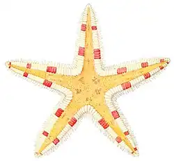 Astropecten pulcherrimus