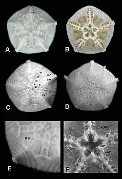 Astrophiura caroleae en laboratoire.