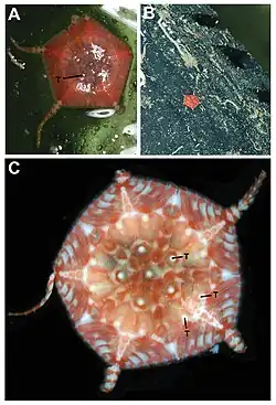 Astrophiura caroleae vivante.