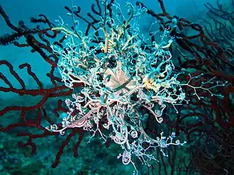 Ophiure gorgonocéphale (Astrospartus mediterraneus)