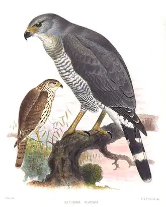 Description de cette image, également commentée ci-après