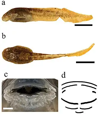 Description de l'image Astylosternus laurenti (10.3897-zse.95.32793) Figure 7.jpg.