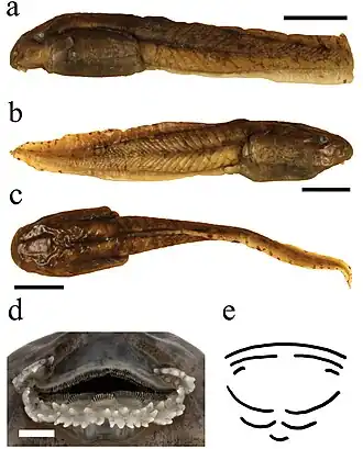 Description de l'image Astylosternus montanus (10.3897-zse.95.32793) Figure 9.jpg.