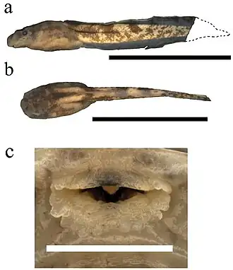 Description de l'image Astylosternus ranoides (10.3897-zse.95.32793) Figure 14.jpg.