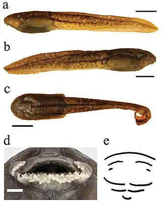 Description de l'image Astylosternus rheophilus (10.3897-zse.95.32793) Figure 15.jpg.