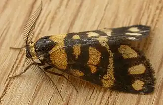 Description de l'image Asura lydia 1.jpg.