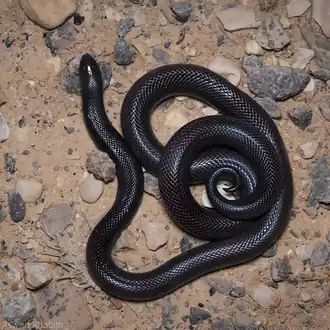Description de l'image Aswad Khabith Snake (ثعبان أسود خبيث).png.