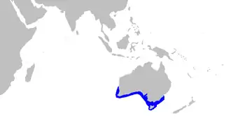 Description de l'image Asymbolus_vincenti_distmap.png.