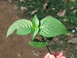 Asystasia chelonoides