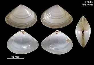 Description de l'image Atactodea striata (MNHN-IM-2012-24805) 002.jpeg.