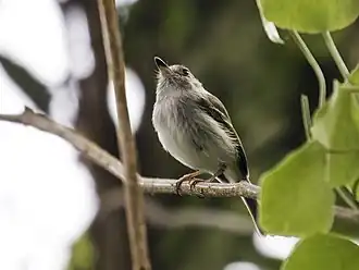 Description de l'image Atalotriccus pilaris - Pale-eyed Pygmy-Tyrant (cropped).jpg.