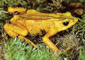 Description de l'image Atelopus carbonerensis.jpg.