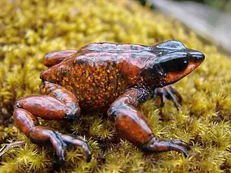 Description de l'image Atelopus carrikeri01.jpg.