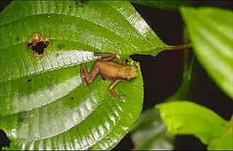 Description de l'image Atelopus franciscus.jpg.