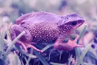 Description de l'image Atelopus guanujo.jpg.