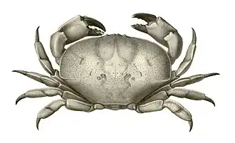 Atergatis latissimus.