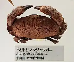 Atergatis reticulatus.