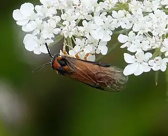 Description de cette image, également commentée ci-après
