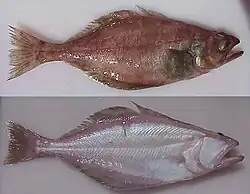 Atheresthes stomias.