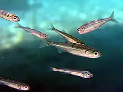 Atherina boyeri (Atheriniformes)