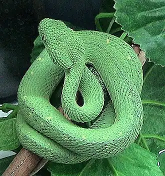 Description de l'image Atheris chlorechis.jpg.