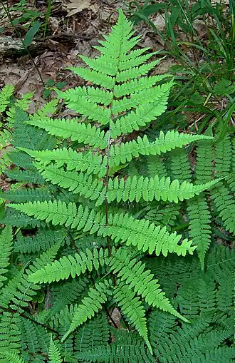 Description de cette image, également commentée ci-après