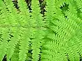 Athyrium filix-femina, détail d'une fronde.