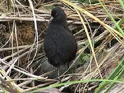 Un petit râle noir debout dans l'herbe de l'île Inaccessible