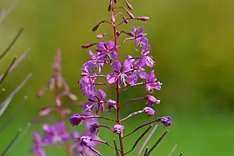 Description de l'image Atlas roslin pl Wierzbówka kiprzyca 717 6915.jpg.