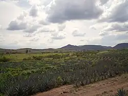 Culture d'agaves.