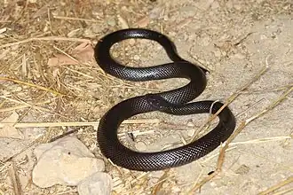 Description de l'image Atractaspis andersonii.jpg.